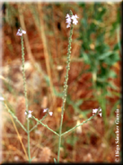 Verbena officinalis