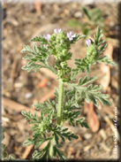 Verbena supina