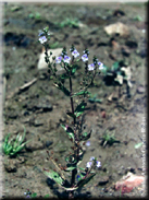 Veronica anagallis-aquatica