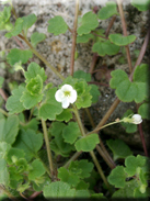 Veronica cymbalaria