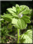 Veronica hederifolia subsp. hederifolia