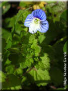 Veronica persica