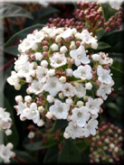 Viburnum tinus