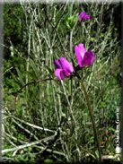 Vicia angustifolia