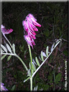 Vicia benghalensis