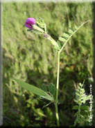 Vicia cordata