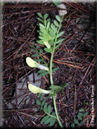 Vicia hybrida