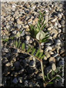 Vicia lutea subsp. lutea