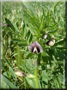 Vicia lutea subsp. vestita