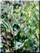 Vicia parviflora