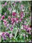 Vicia pubescens