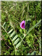 Vicia sativa subsp. sativa