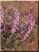 Vicia villosa