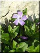 Vinca difformis