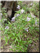 Viola arborescens