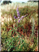 Vitex agnus-castus