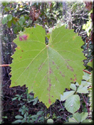 Vitis vinifera subsp. sylvestris