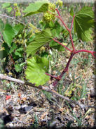 Vitis vinifera subsp. vinifera