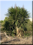 Yucca aloifolia