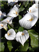 Zantedeschia aethiopica